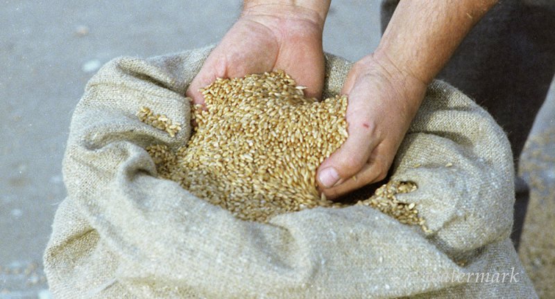 Цены на зерновые снижаются на фоне рекордного роста их запасов