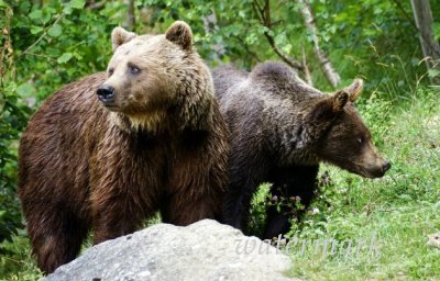 Русские ответили американцам: наши медведи ели печенье до санкций, едят во время них и будут есть после!