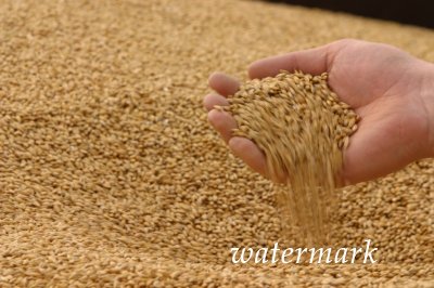 Таджикистан может остаться без казахстанской пшеницы?