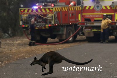 Полмиллиарда животных погибли от лесных пожаров в Австралии
