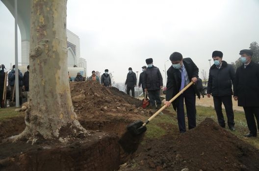 Мэр Душанбе посадил два шестидесятилетних платана у входа в самую крупную мечеть ЦА