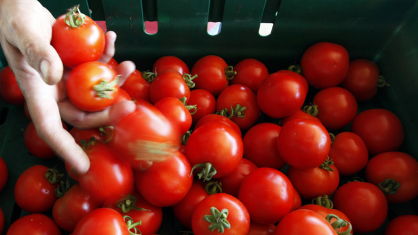 Россия разрешила ввоз томатов и перцев 17 предприятиям Узбекистана