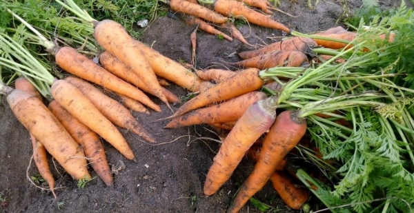 Почему в Таджикистане в пять раз подорожала морковь