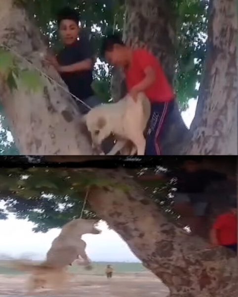 СРОЧНОЕ ВИДЕО ! В Узбекистане дети убили собаку, повесив её на дереве ради ролика в TikTok