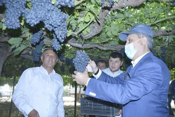 Таджикистан будет поставлять свежий виноград на стол казахстанцев