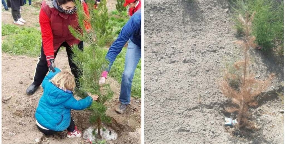 Нет воды, но деревья сажаем. Кто виноват в высыхании саженцев в Таджикистане?