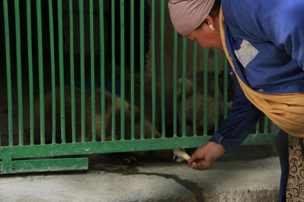 В Душанбинском зоопарке животным опять не хватает воды