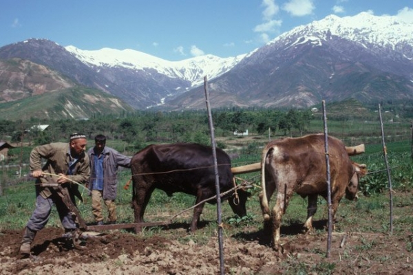 Как в Таджикистане отбирают землю, просто потому что ты бедный
