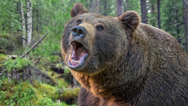 В горах Ванджа на двух местных жителей напал медведь