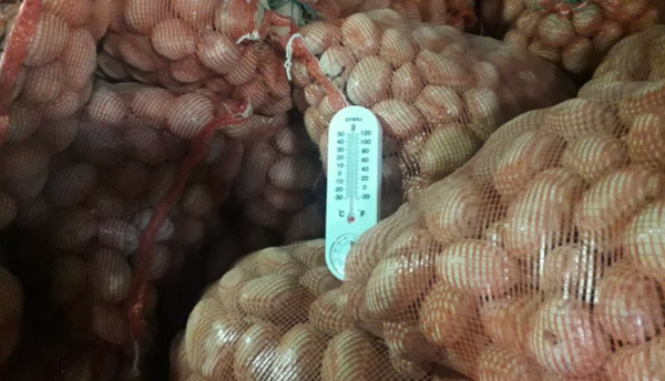 В Таджикистане цены на картофель - самые высокие за последние 10 лет