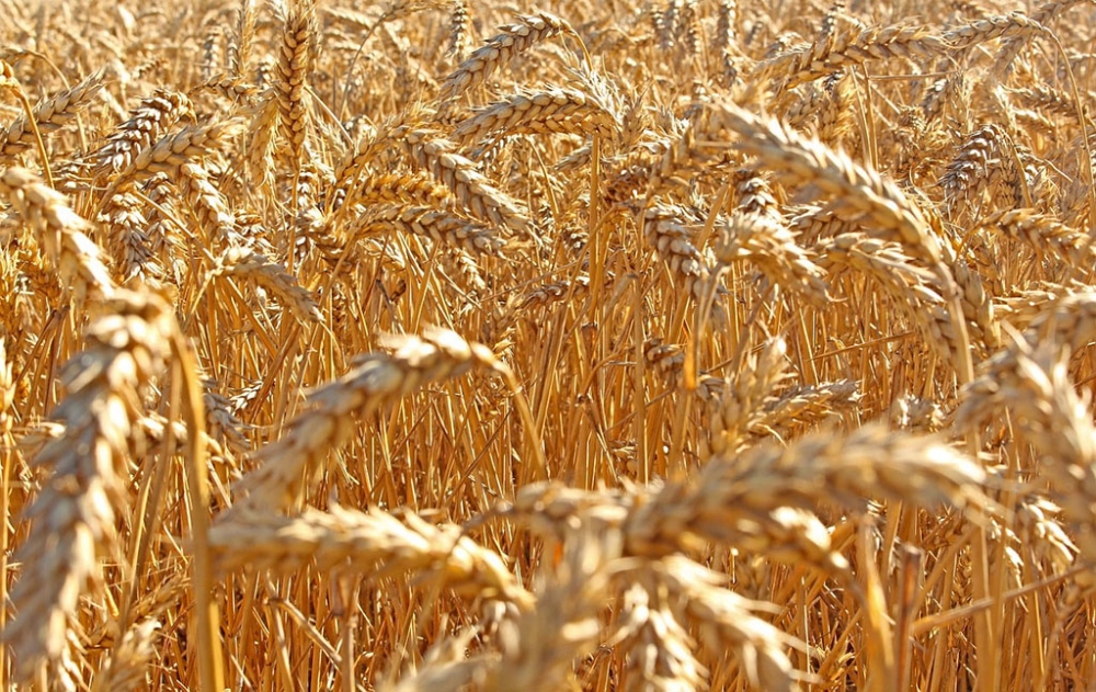 Казахстан ограничил экспорт пшеницы, но это не страшно для Таджикистана