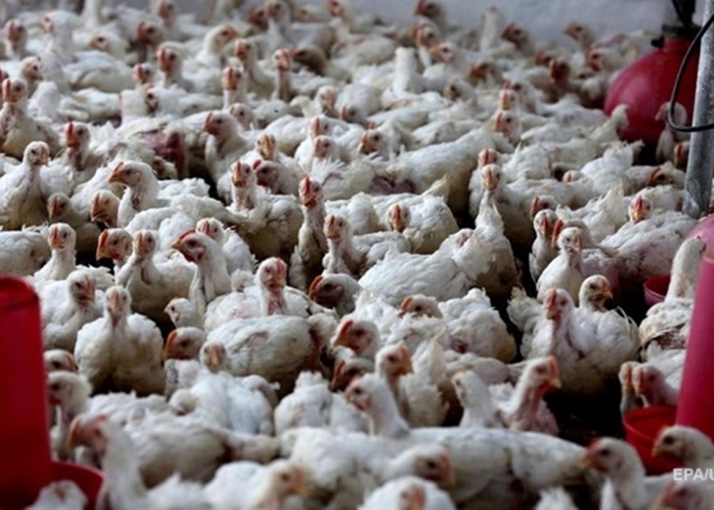 В Японии забьют около 520 тысяч кур из-за вспышки птичьего гриппа