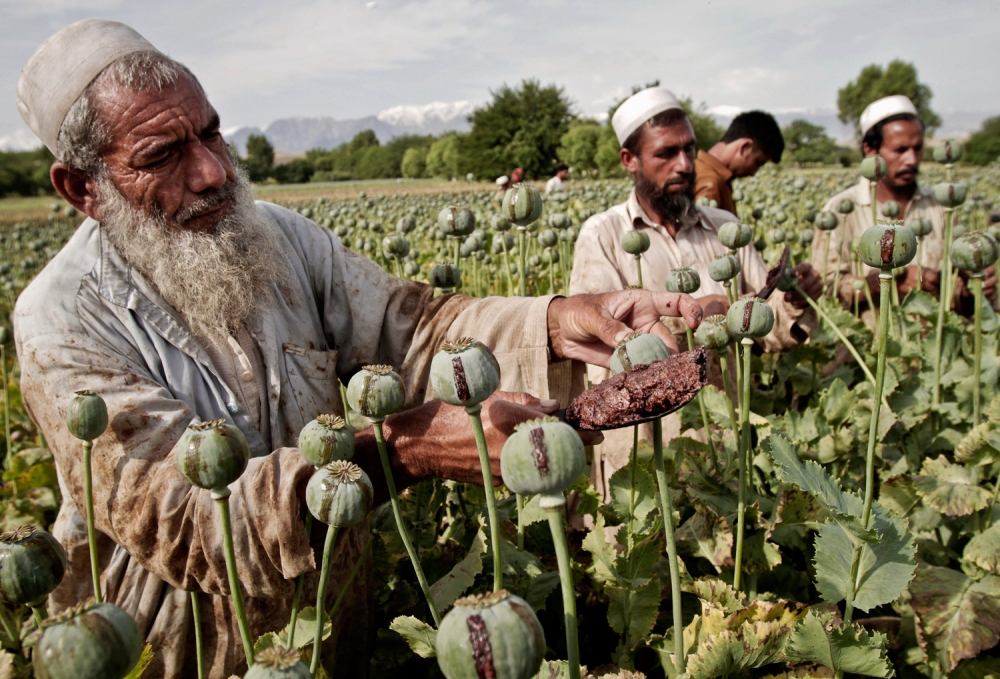 В МИД РФ заявили о росте наркотрафика из Афганистана в Таджикистан