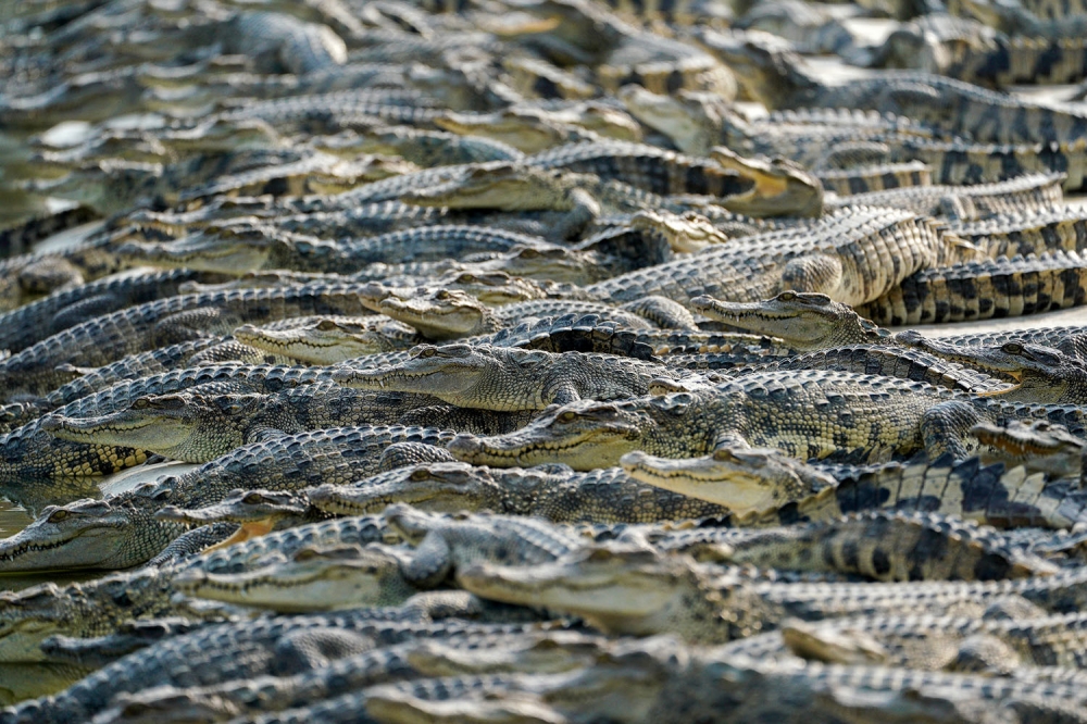 В аэропорту Ташкента задержали пассажира с полусотней крокодильчиков