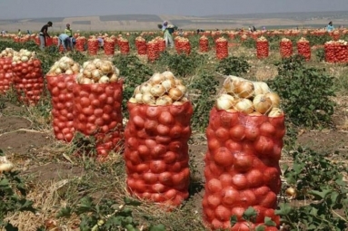 В Таджикистане собрали более миллиона тонн овощей