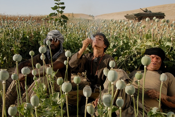 При талибах посевы опийного мака в Афганистане увеличились на 32%