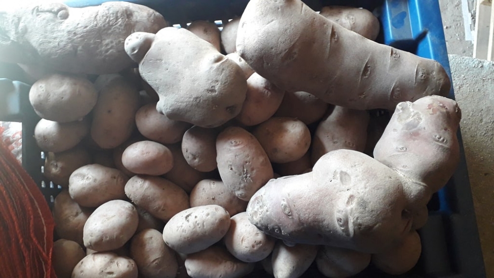 Минсельхоз: Таджикистан в состоянии обеспечить потребности населения в картофеле