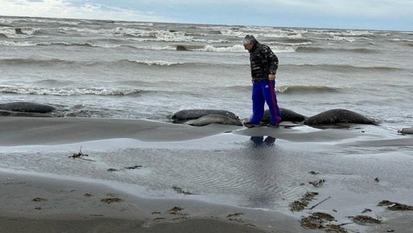 На берегу Каспийского моря обнаружены 2,5 тыс. мертвых тюленей