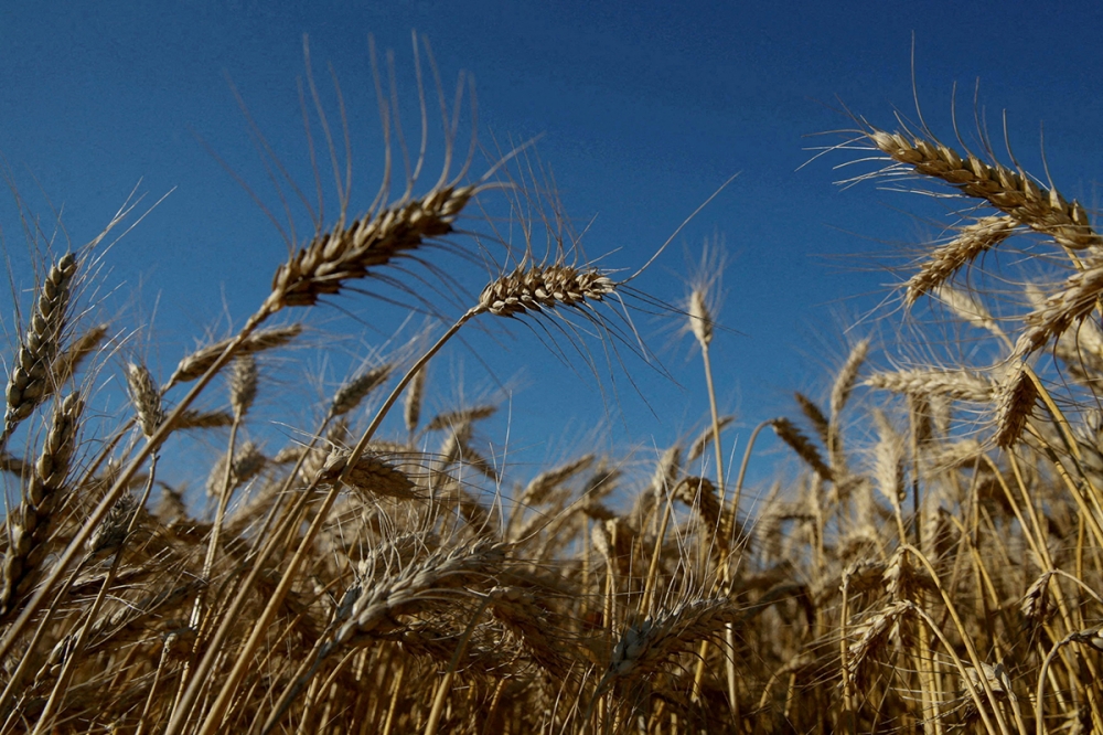 Минобороны Турции продолжает контакты с РФ, Украиной и ООН по зерновой сделке
