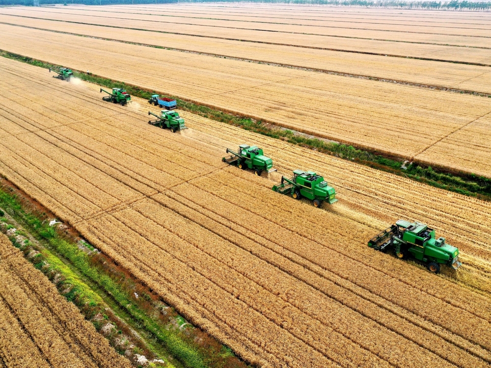 Россия будет поставлять пшеницу нуждающимся странам и без зерновой сделки