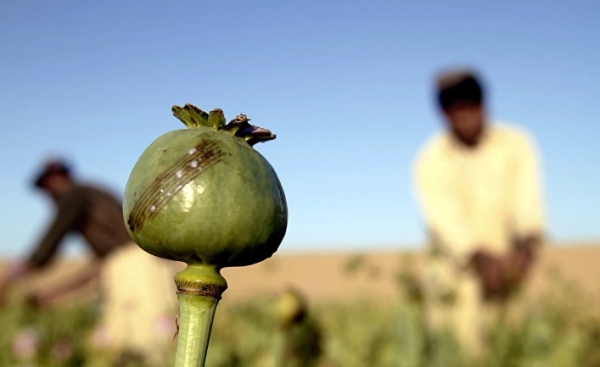 В Таджикистане призвали к диалогу для борьбы с наркотрафиком из Афганистана