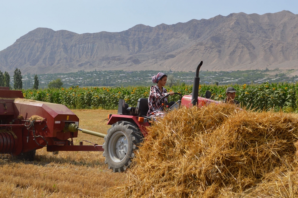 Миллиардные сборы: Таджикистан наращивает производство сельхозпродукции
