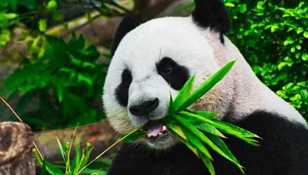 CNN: Китай может отправить в США новых панд в качестве 