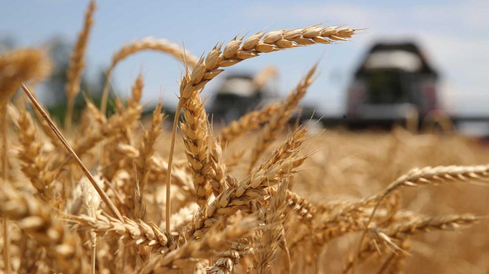 Таджикистан на втором месте по импорту пшеницы из Казахстана