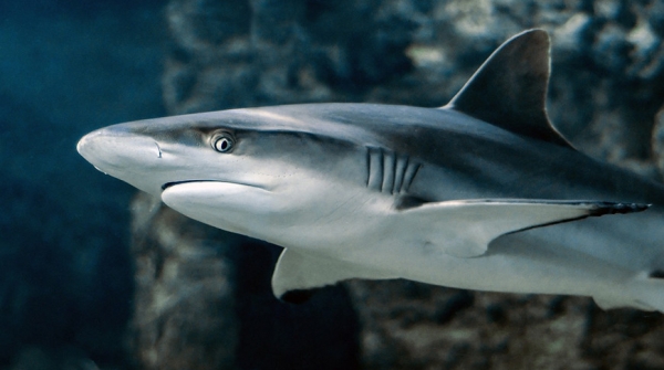 Подросток погиб при нападении акулы на одном из пляжей в Австралии
