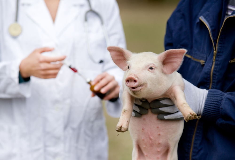 Свинью для пересадки органов человеку впервые вывели в Японии