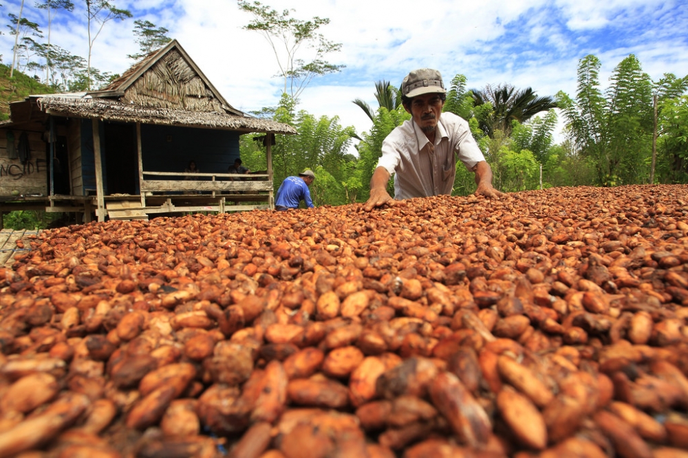 Заводы Африки по производству какао перестали работать