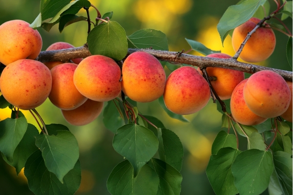 Согд начал экспорт свежих фруктов в Россию