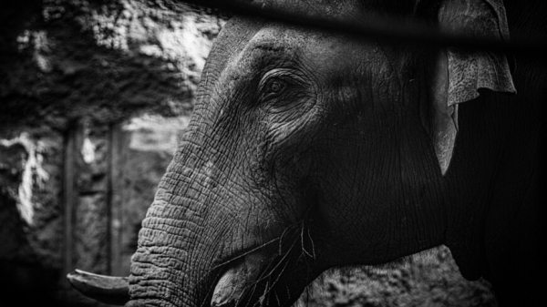 Слон насмерть затоптал туриста из Испании во время сафари в ЮАР
